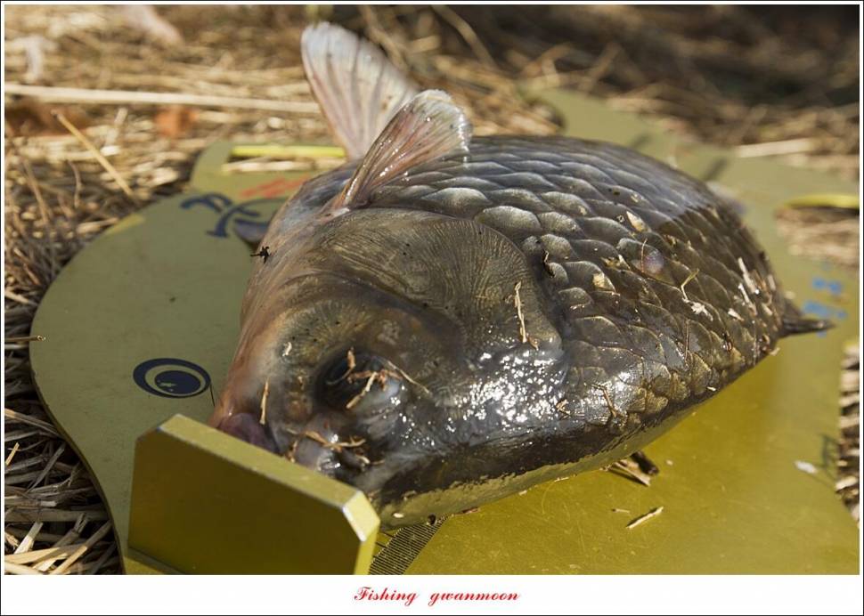 달천강 44 cm 대물 및 한버들 월척 조황 (조황조행기 - 특파원조황)