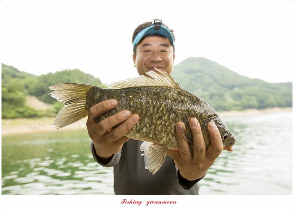 목벌 4 짜 마릿수 조황 (조황조행기 - 특파원조황)