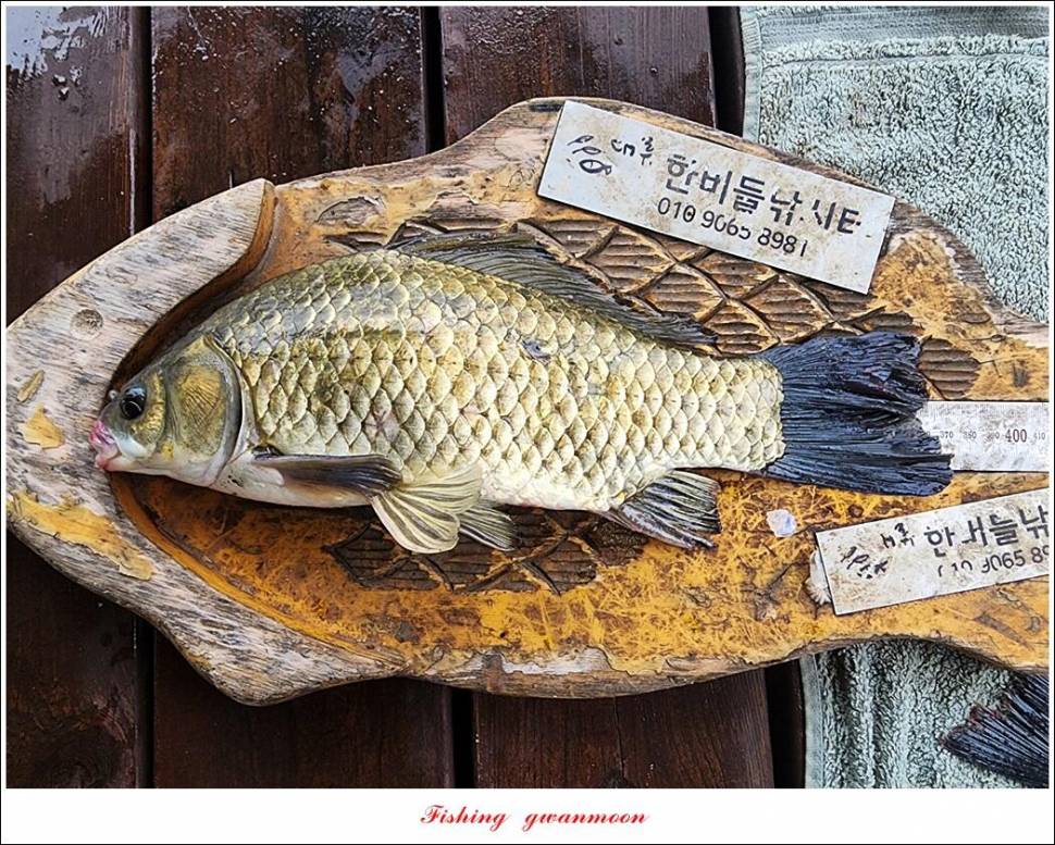 명서한버들 조황 소식 (조황조행기 - 특파원조황)