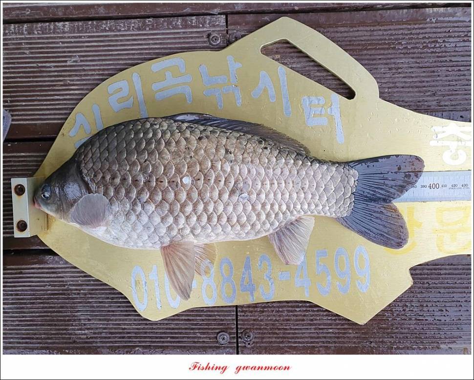 실리곡 43 cm한버들 41 cm 대물 조황 (조황조행기 - 특파원조황)