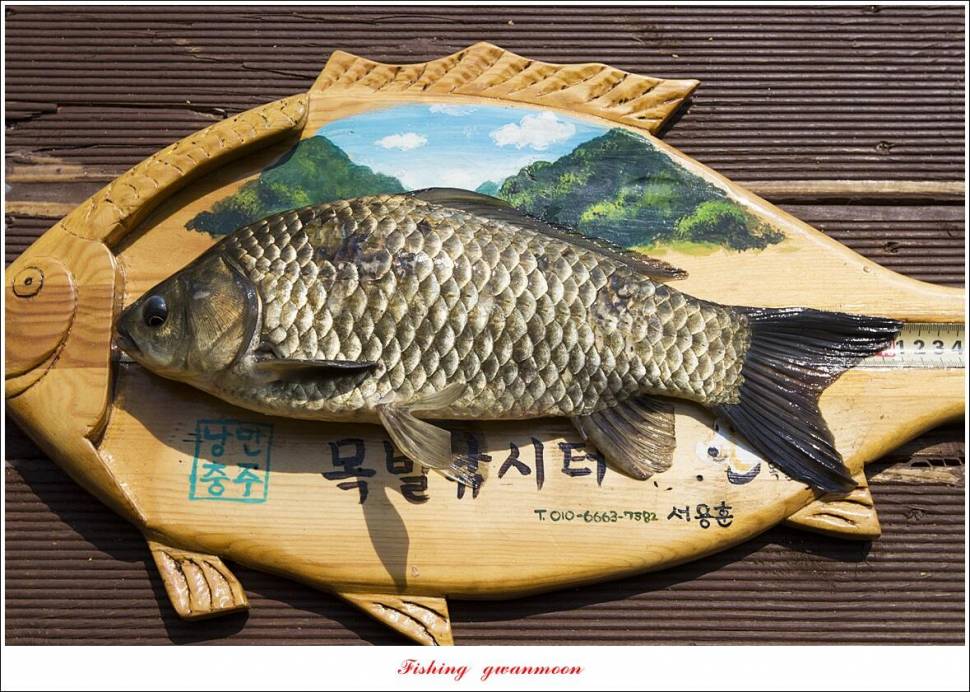 목벌 42 cm41 cm35 cm대물 조황 (조황조행기 - 특파원조황)