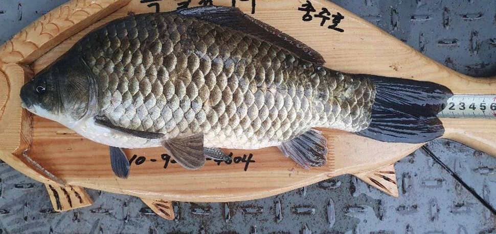 목벌 낚시터 42cm 대물붕어와 허리급붕어 조황 (조황조행기 - 특파원조황)