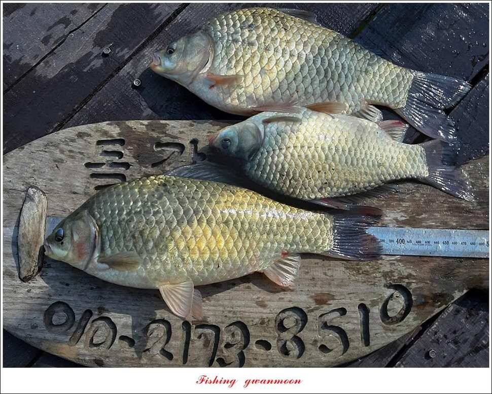 병호 월척장어돌감 38 cm385 cm솔 40 cm (조황조행기 - 특파원조황)