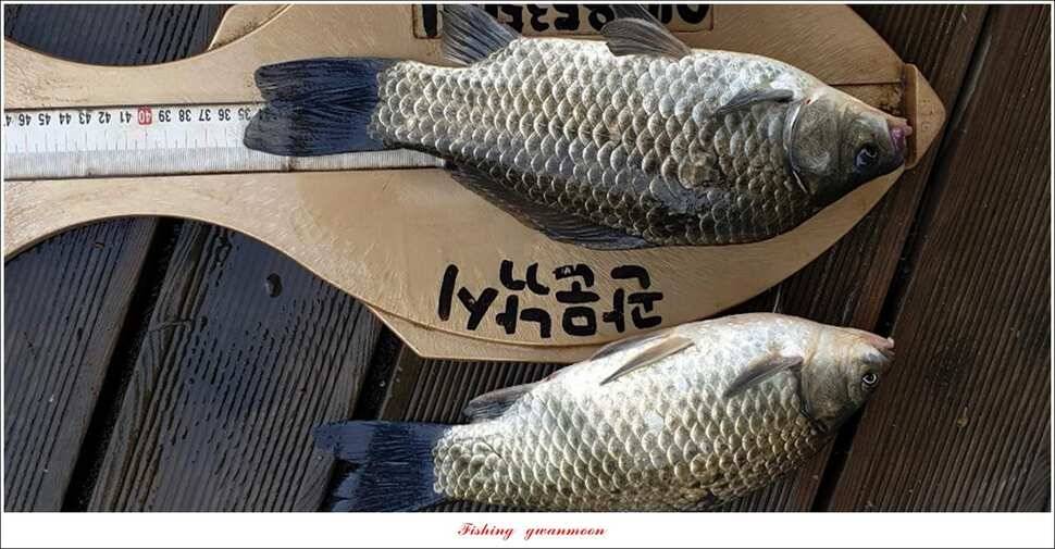 돌감 39393736 cm늘푸른 허리급화곡지 월척 조황 (조황조행기 - 특파원조황)