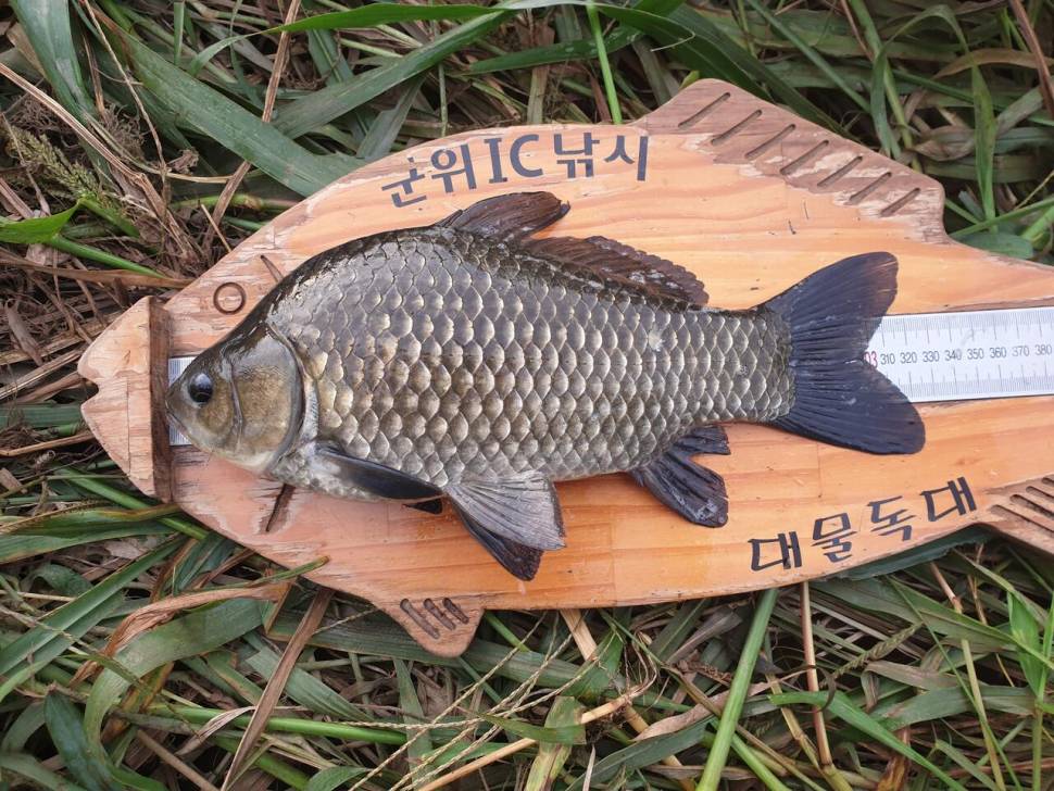 9월11일 오늘아침 위천강 월준척마릿수조황 (조황조행기 - 특파원조황)