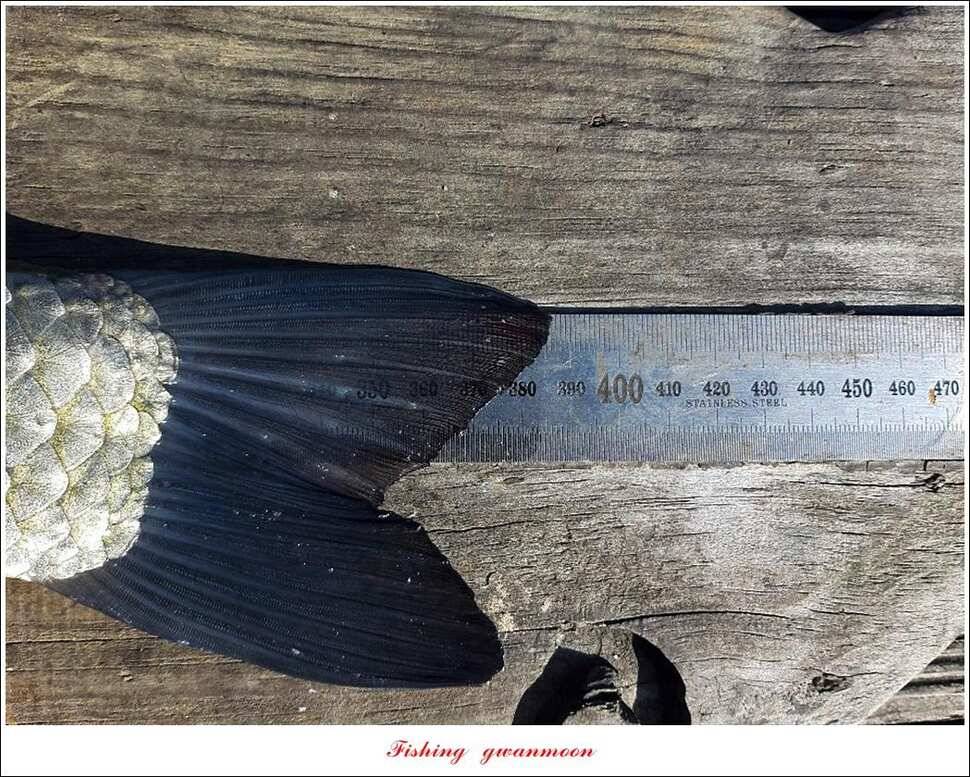 제일 405 cm돌감 386 cm 대물 조황 (조황조행기 - 특파원조황)