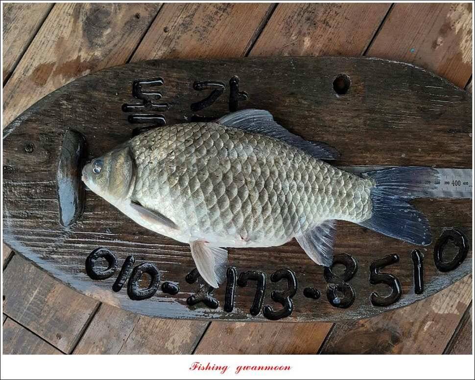 돌감 사짜38 cm38 cm마릿수 월척 조황 (조황조행기 - 특파원조황)