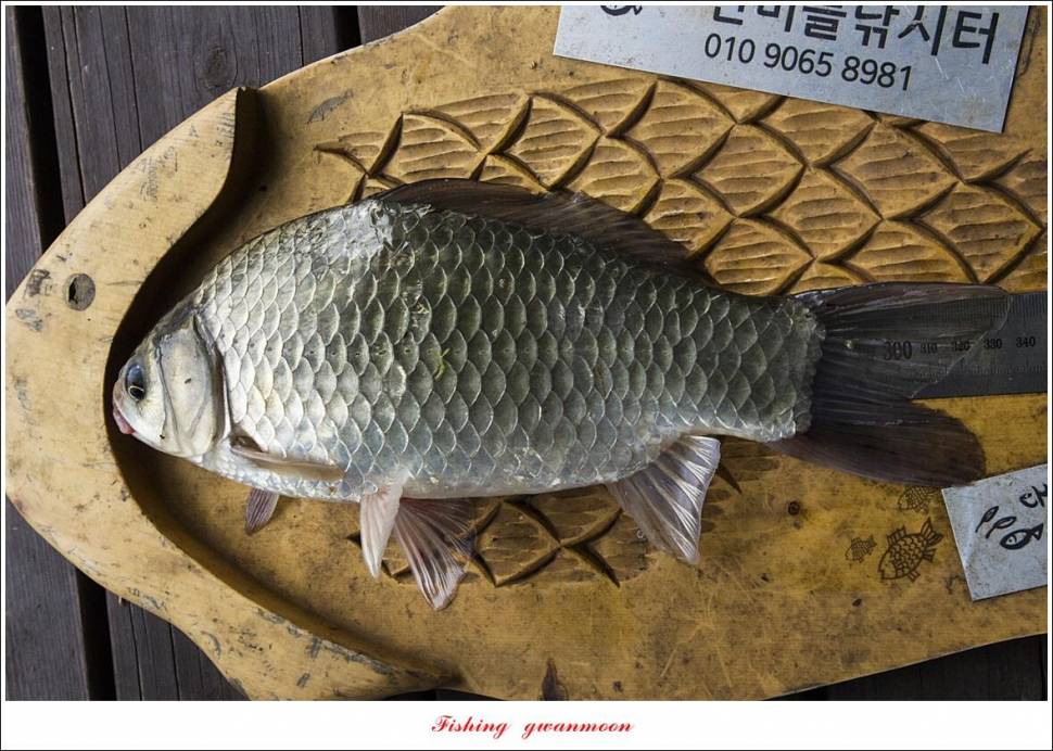 한버들 4 짜 2 수신리 4 짜명서 4 짜 및 충주호 노지 현황 (조황조행기 - 특파원조황)