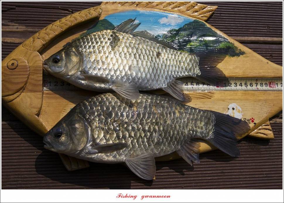 목벌 42 cm41 cm35 cm대물 조황 (조황조행기 - 특파원조황)