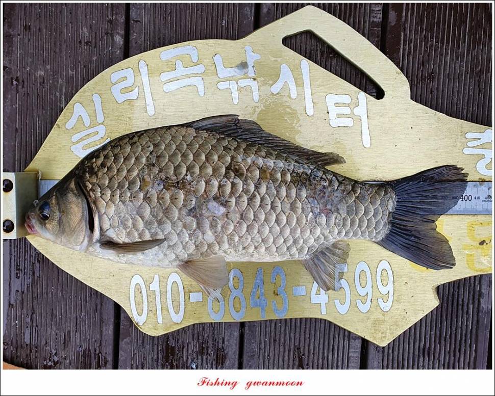 한버들 4 짜신리 4 짜실리곡 4 짜대물 조황 (조황조행기 - 특파원조황)