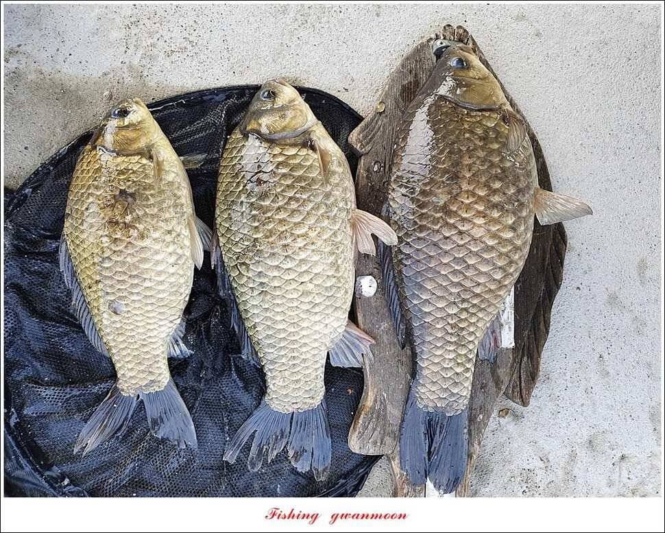 검단수로 43 cm화곡지 사짜 조황 (조황조행기 - 특파원조황)
