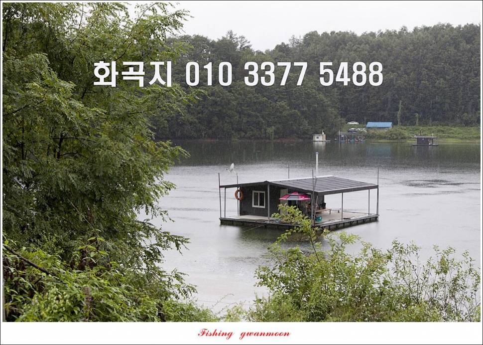 충주호 오름수위화곡지 조황 (조황조행기 - 특파원조황)