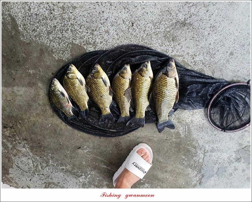 솔 낚시터 41 cm 대물화곡지 조황 (조황조행기 - 특파원조황)