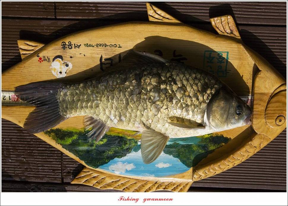 목벌 4 짜 및 월척화곡지 조황 (조황조행기 - 특파원조황)