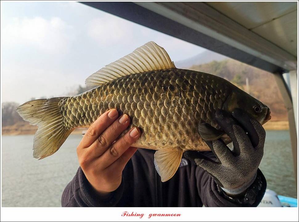 솔 45 cm 대물 조황 (조황조행기 - 특파원조황)