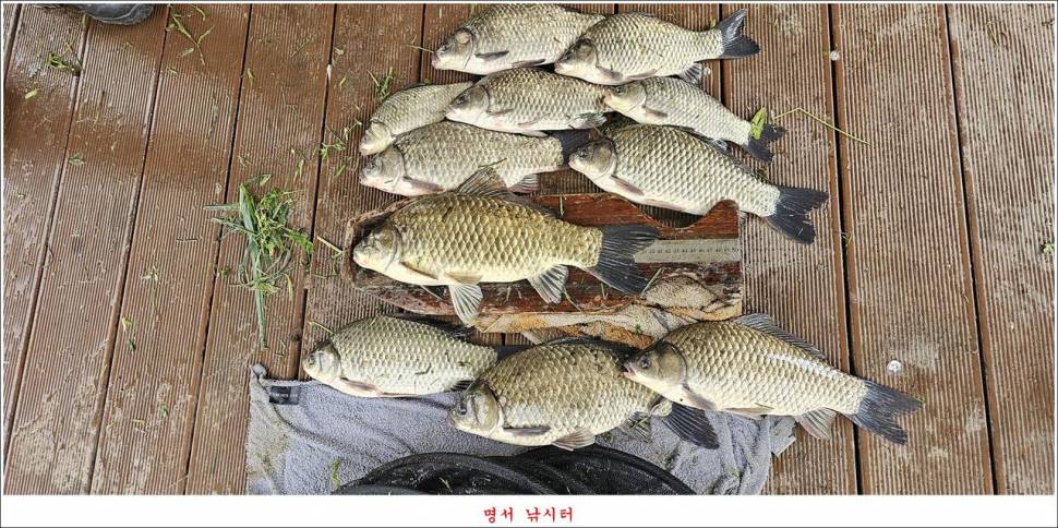 제일 낚시터 대박 조황명서 낚시터 호조황 (조황조행기 - 특파원조황)