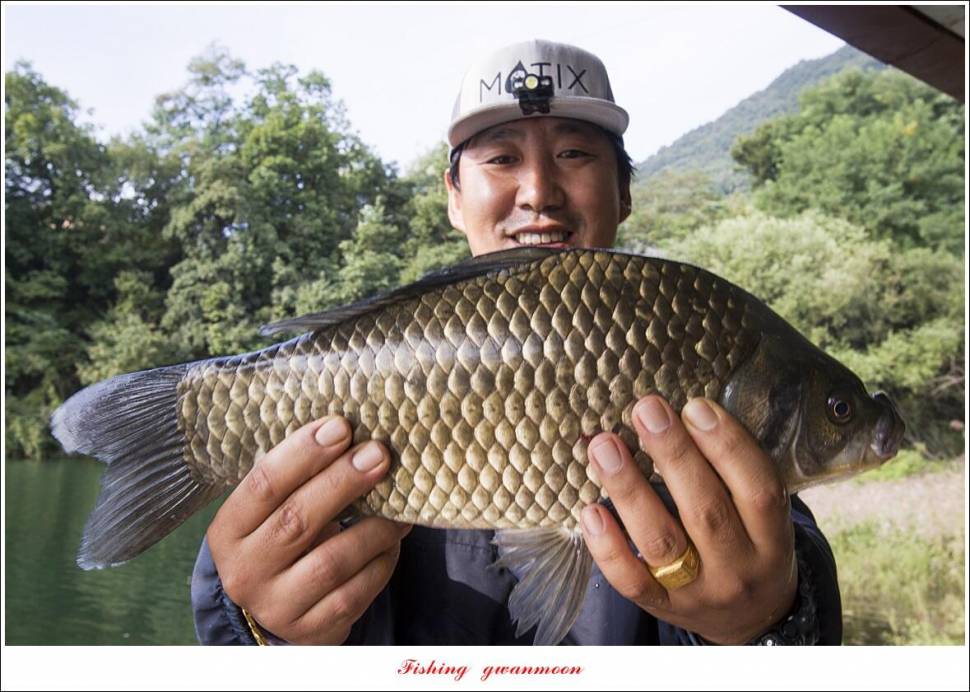 솔 435 cm 대물 및 월척 조황 (조황조행기 - 특파원조황)