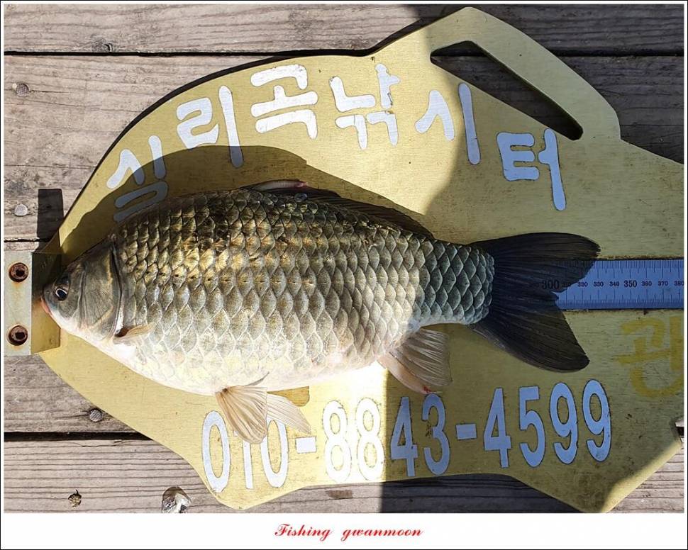 신리 44 cm실리곡 41 cm돌감 405 cm칠성지 대물 조황 (조황조행기 - 특파원조황)