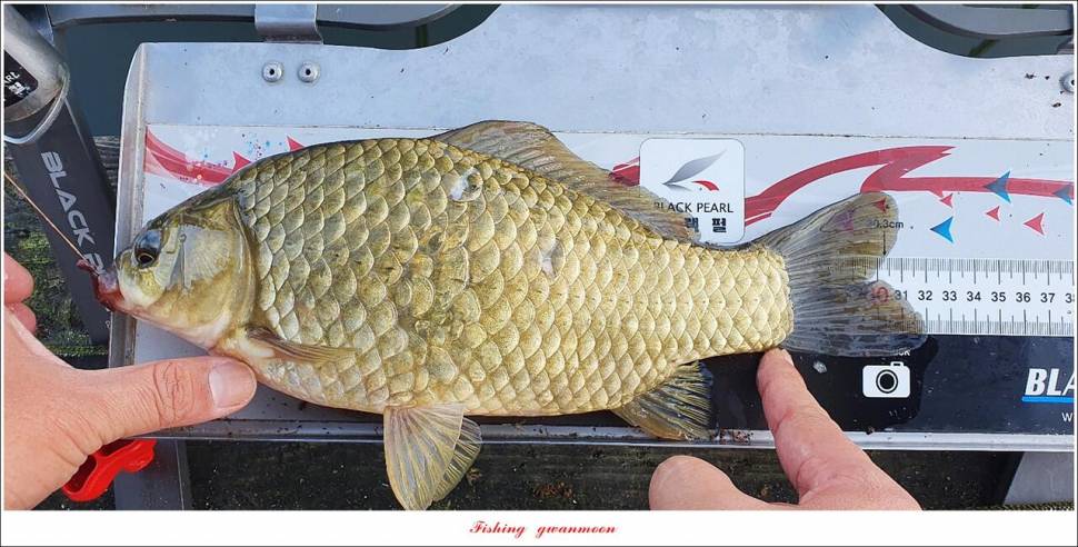 솔 41 cm 화곡지 월척 조황 (조황조행기 - 특파원조황)