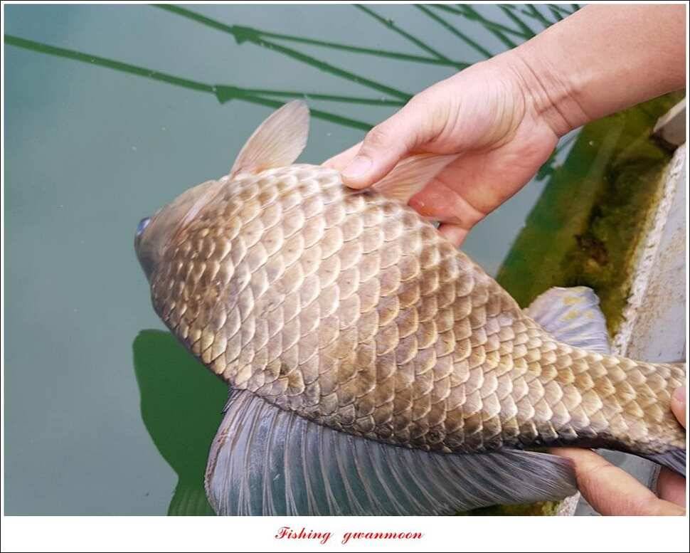 칠성지 46 cm43 cm한버들 43 cm41 cm달천강 41 cm대물 조황 (조황조행기 - 특파원조황)
