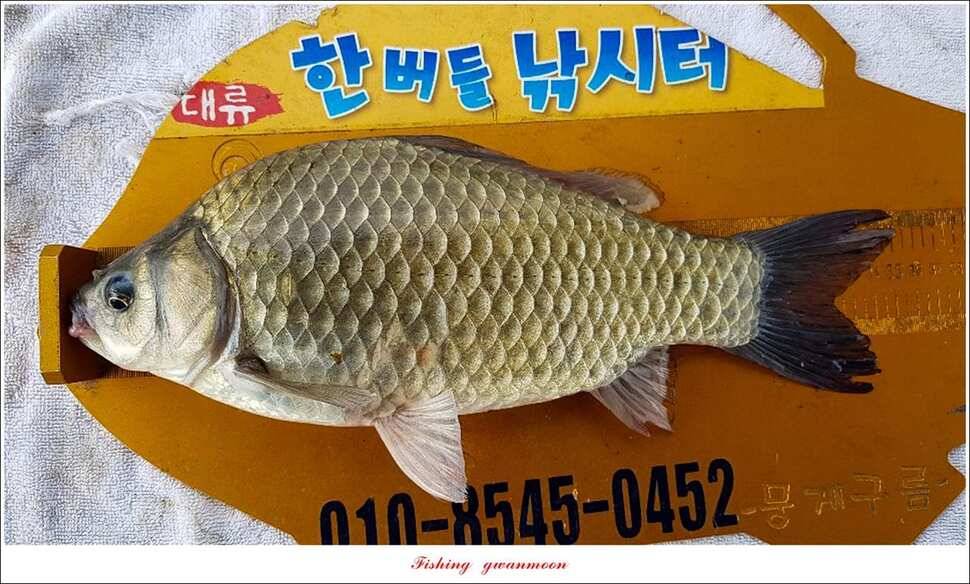 돌감 4 짜실리곡 4 짜신리 4 짜한버들 월척 조황 (조황조행기 - 특파원조황)