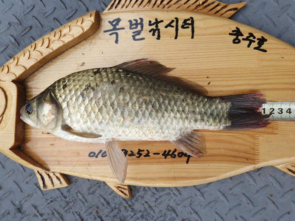 목벌 낚시터 42cm 대물붕어와 허리급붕어 조황 (조황조행기 - 특파원조황)