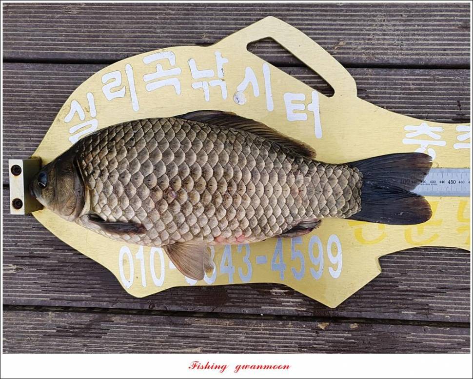 실리곡 43 cm한버들 41 cm 대물 조황 (조황조행기 - 특파원조황)