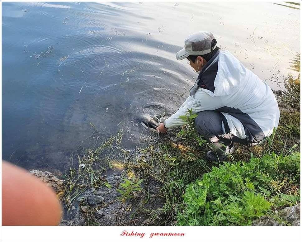 한버들 4 짜 2 수신리 4 짜실리곡 월척칠성지 4 짜 조황 (조황조행기 - 특파원조황)