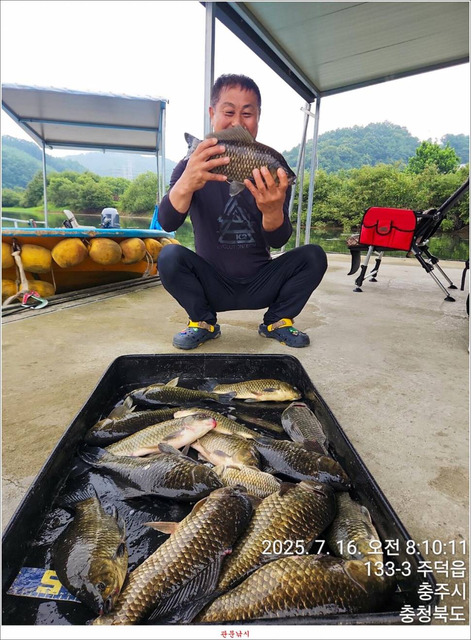 화곡지 49 cm477 cm455 cm 호조황 (조황조행기 - 특파원조황)