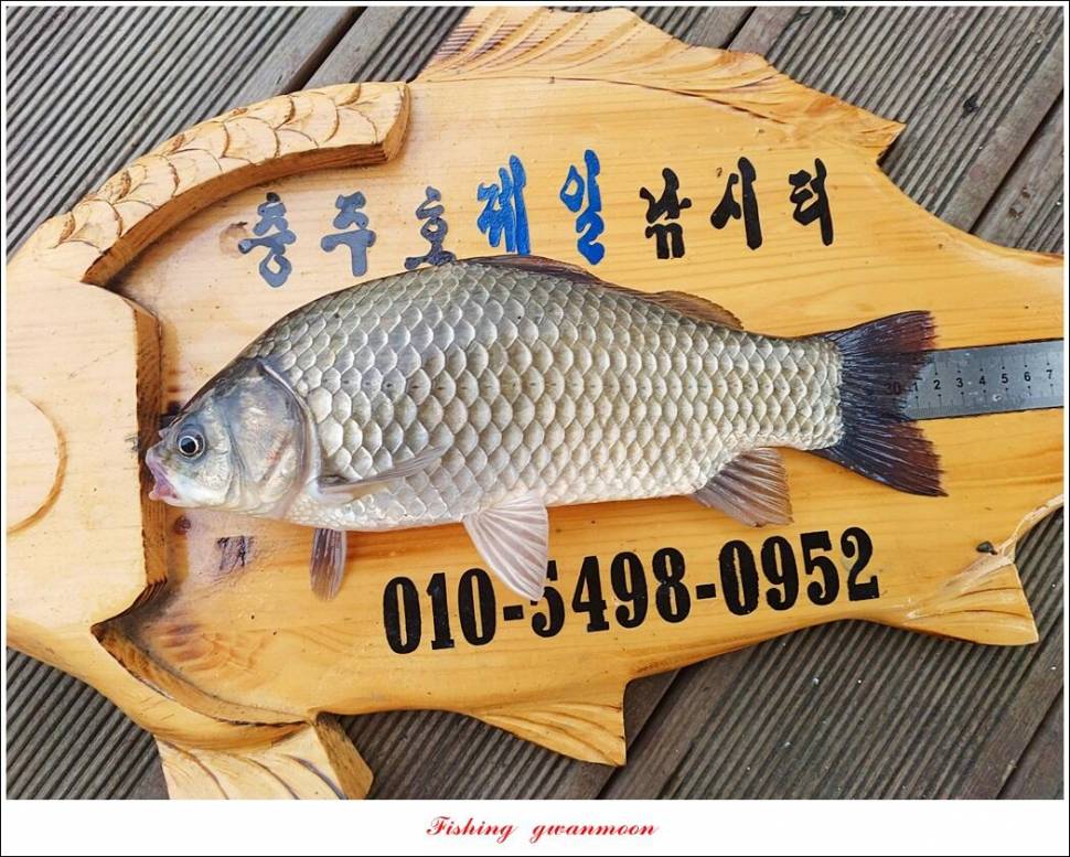 한버들 455 cm솔 415 cm제일 월척 조황 (조황조행기 - 특파원조황)