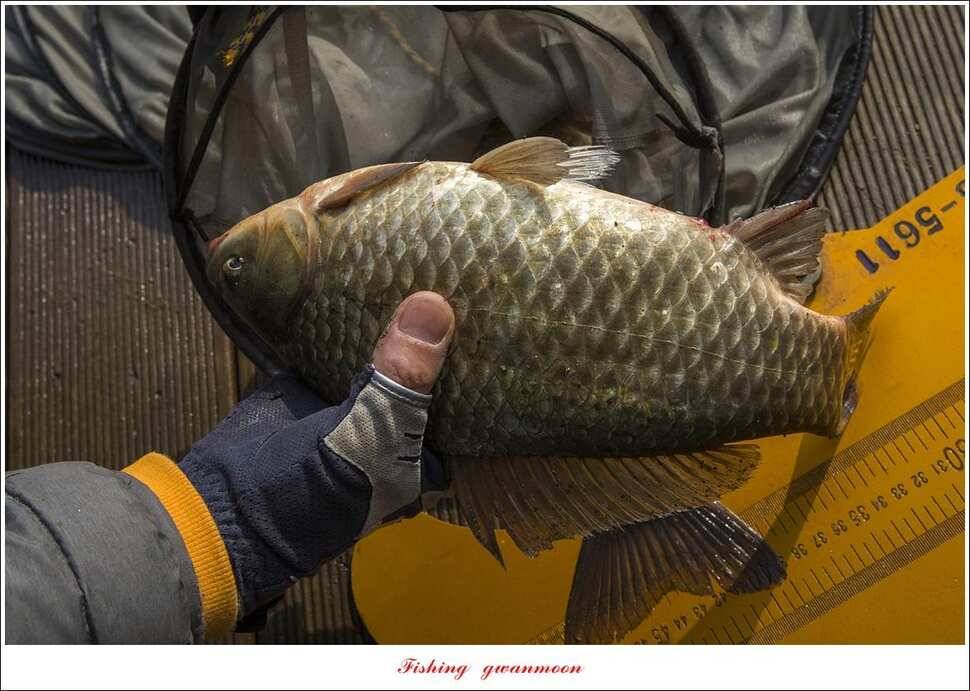 제일 낚시터 36 cm31 cm 월척칠성지 허리급 월척 조황 (조황조행기 - 특파원조황)