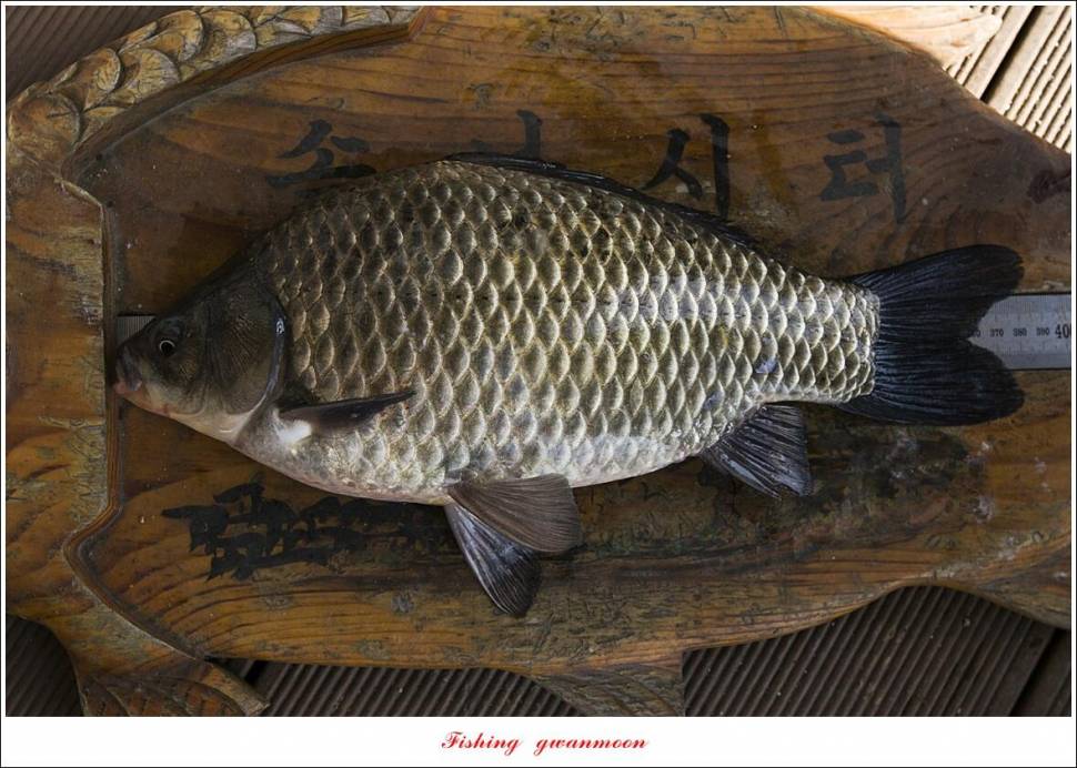 솔 385 cm 외 돌감 월척 조황 (조황조행기 - 특파원조황)