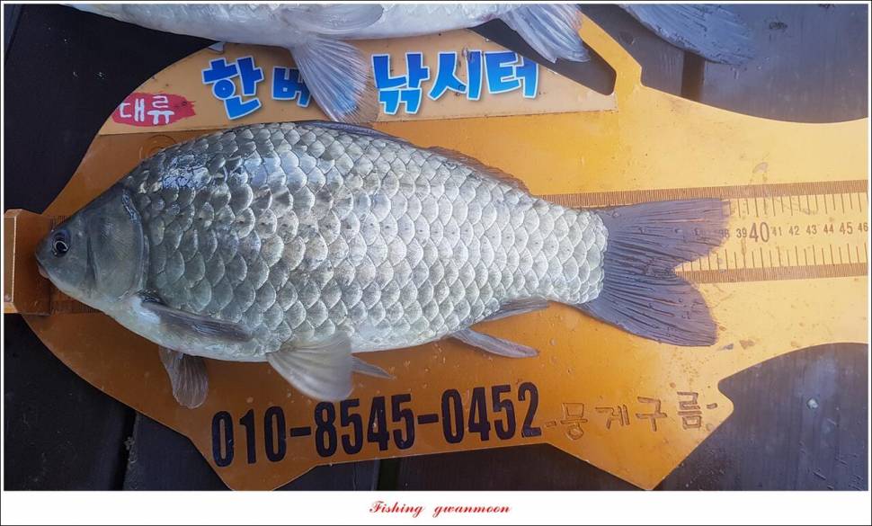 한버들 44 cm신리 415 cm41 cm실리곡 4 자돌감 4 짜화곡지 4 짜솔 37 cm 조황 정보 (조황조행기 - 특파원조황)