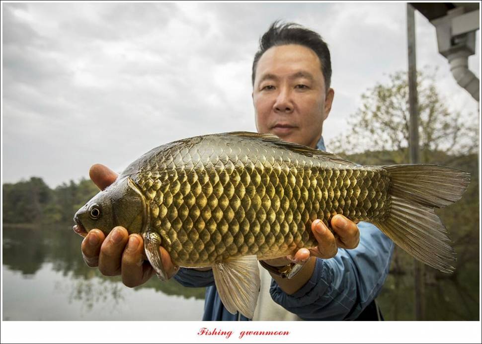 충주호 오름수위용원지 4 짜 조황 (조황조행기 - 특파원조황)