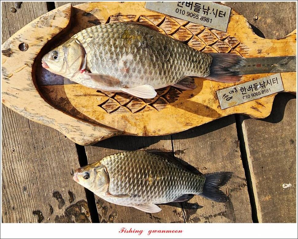 솔 월척한버들 월척 조황 (조황조행기 - 특파원조황)