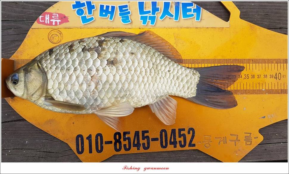 한버들 44 cm신리 415 cm41 cm실리곡 4 자돌감 4 짜화곡지 4 짜솔 37 cm 조황 정보 (조황조행기 - 특파원조황)