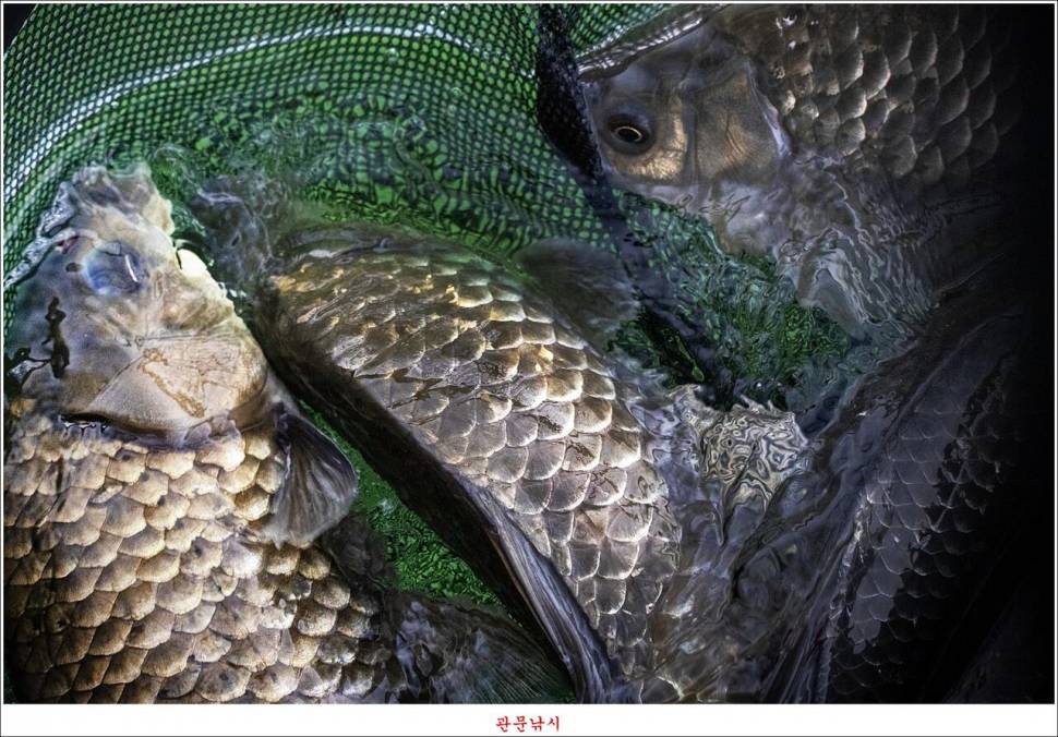 키다리 4 짜 대물 조황 (조황조행기 - 특파원조황)