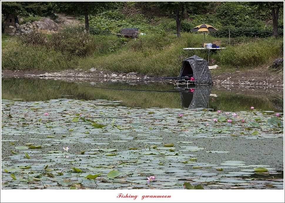 제일 낚시터칠성지 조황 (조황조행기 - 특파원조황)