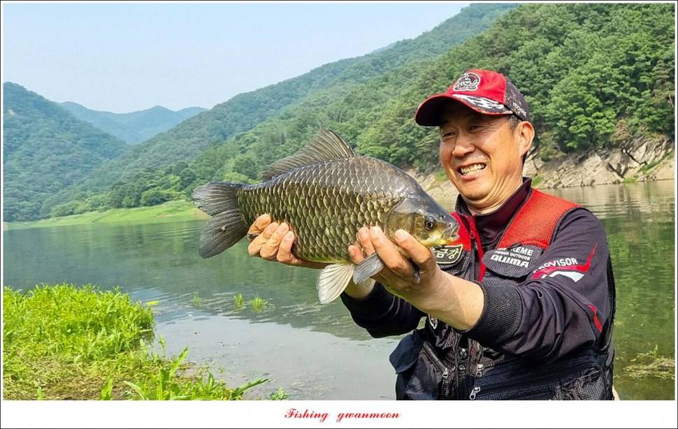 명서 43 cm 대물 및 4 짜 마릿수 조황 (조황조행기 - 특파원조황)