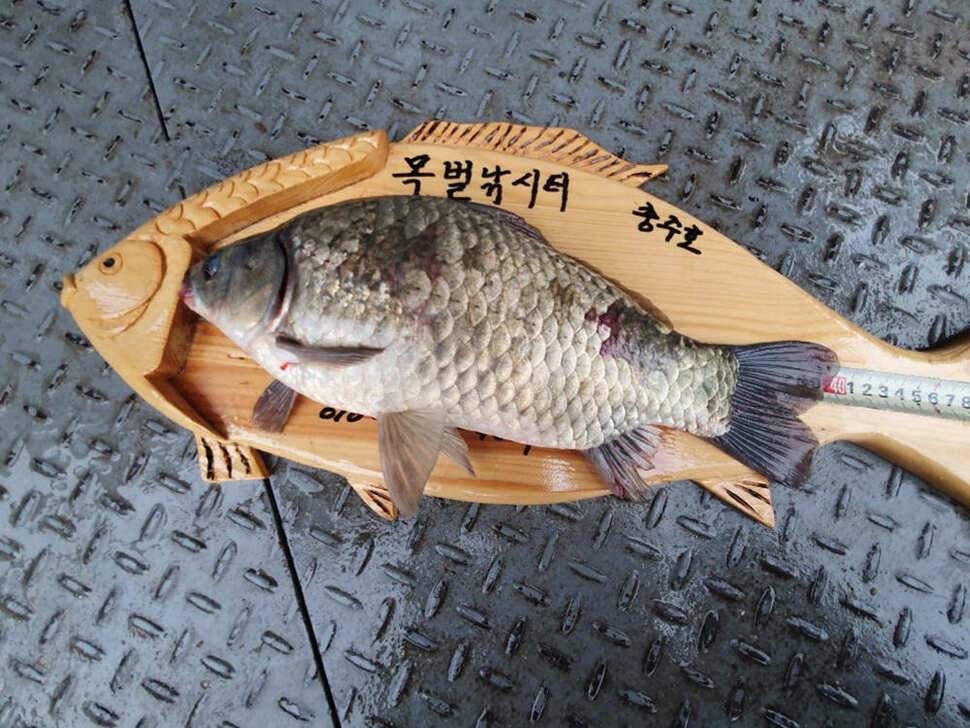 목벌 좌대마다 허리급에서 4짜까지 고른 조황이 이어지고 있습니다 (조황조행기 - 특파원조황)