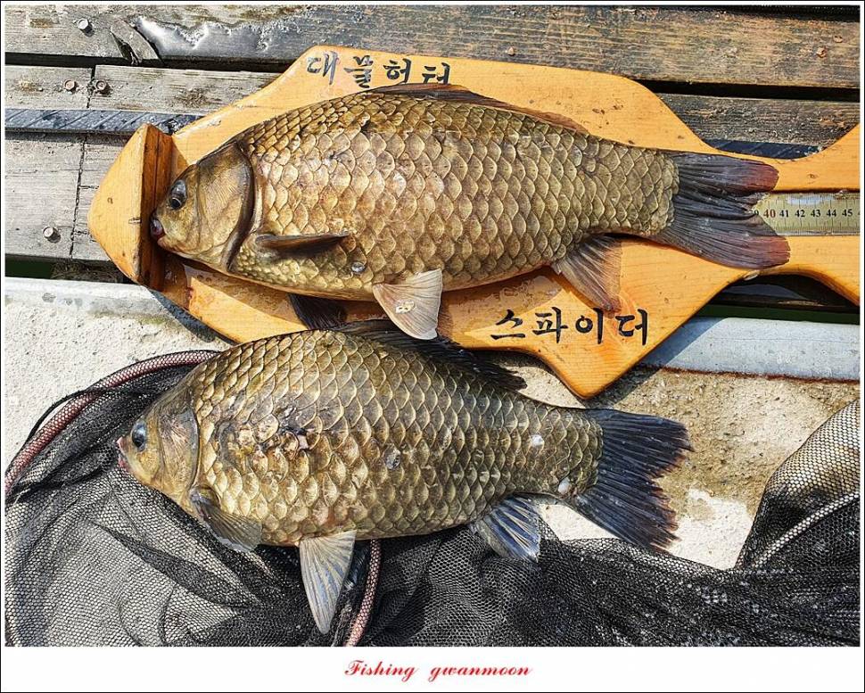 화곡지 4 짜 및 마릿수 월척소이지 조황 (조황조행기 - 특파원조황)