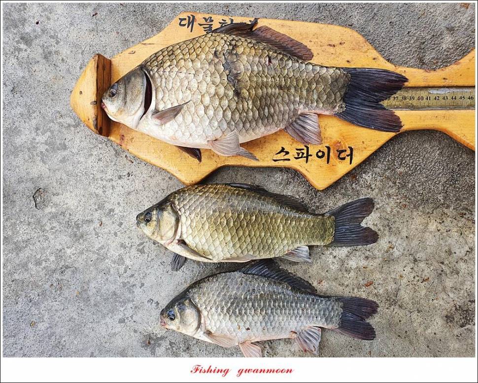목벌 4 짜 및 월척화곡지 조황 (조황조행기 - 특파원조황)