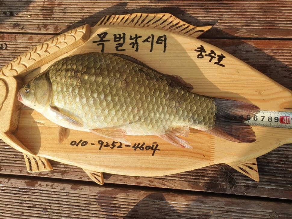 목벌 낚시터 꾸준한 4짜 대물붕어 조황소식 (조황조행기 - 특파원조황)