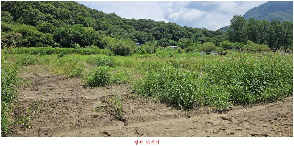 제일 낚시터 대박 조황명서 낚시터 호조황 (조황조행기 - 특파원조황)