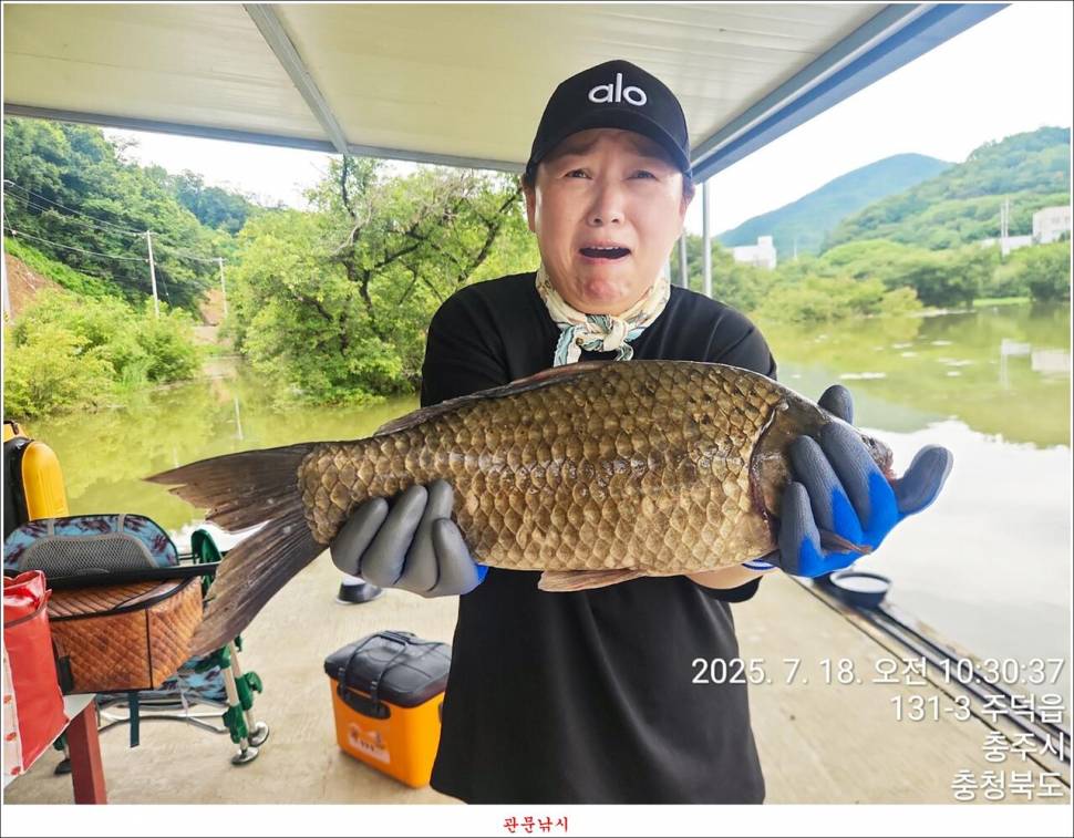 화곡지 49 cm477 cm455 cm 호조황 (조황조행기 - 특파원조황)