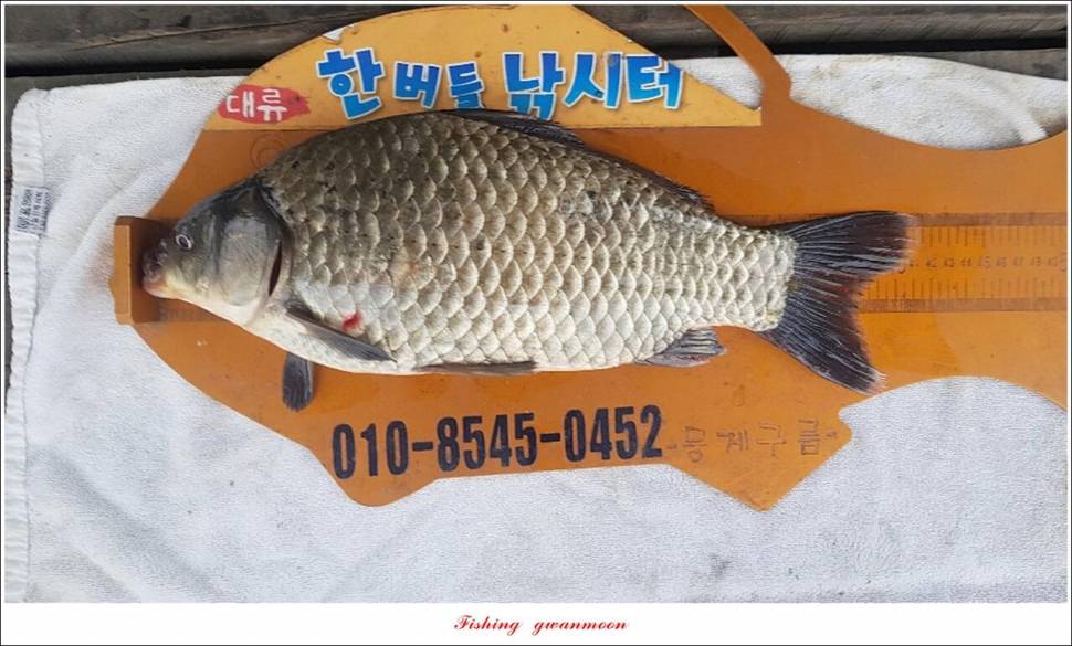 신리 47 cm한버들 415 cm실리곡 41 cm광월지 415 cm (조황조행기 - 특파원조황)