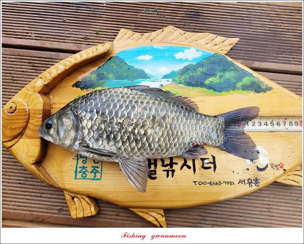 한버들 43 cm목벌 4 짜 2 수솔 낚시터사오리 월척 조황 (조황조행기 - 특파원조황)