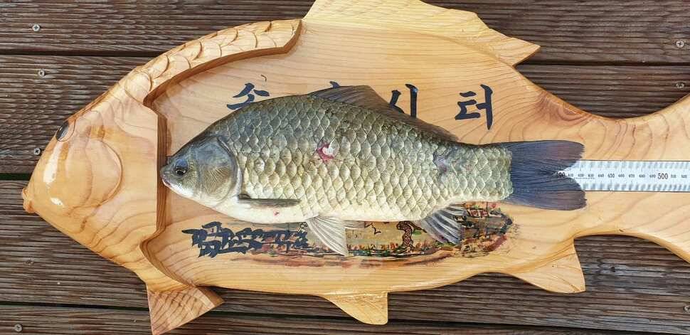 솔 42 43cm 대물붕어 목벌에도 4짜 꽃바위 키로급장어 허리급 붕어조황 (조황조행기 - 특파원조황)