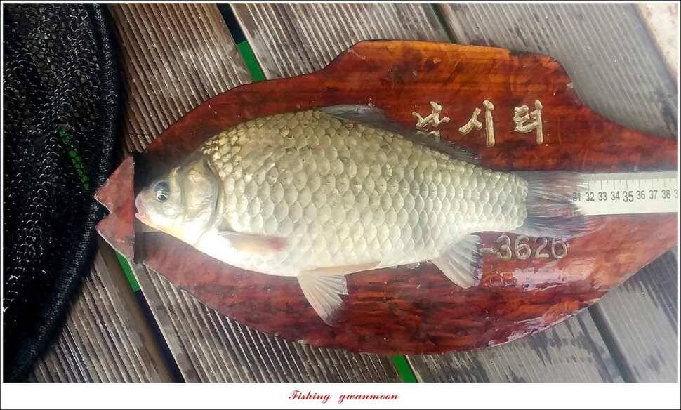늘푸른 월척키로장어신매 월척돌감 월척 조황 (조황조행기 - 특파원조황)