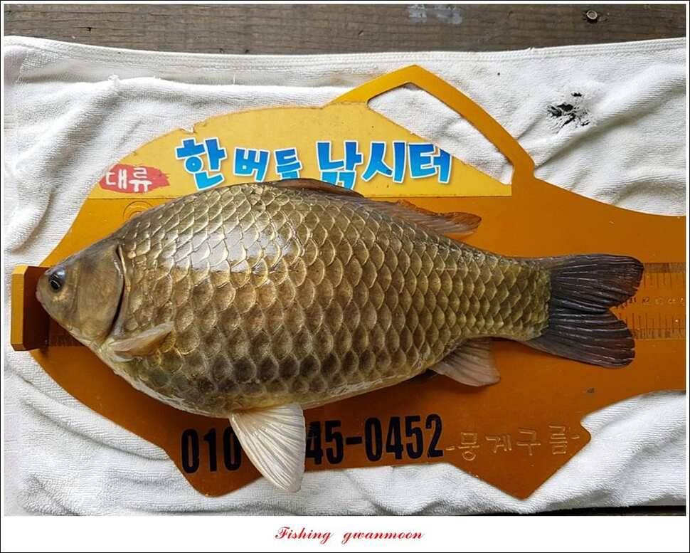 칠성지 46 cm43 cm한버들 43 cm41 cm달천강 41 cm대물 조황 (조황조행기 - 특파원조황)